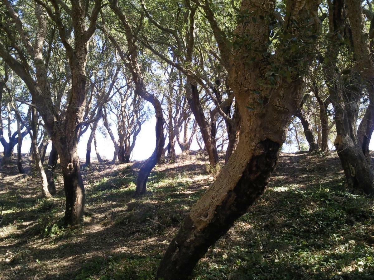 Azienda Agrituristica Le Terre Di San Leonardo Cetraro Zewnętrze zdjęcie